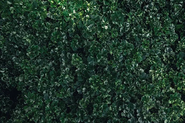 stock image Green Leaf Tree in the Garden.