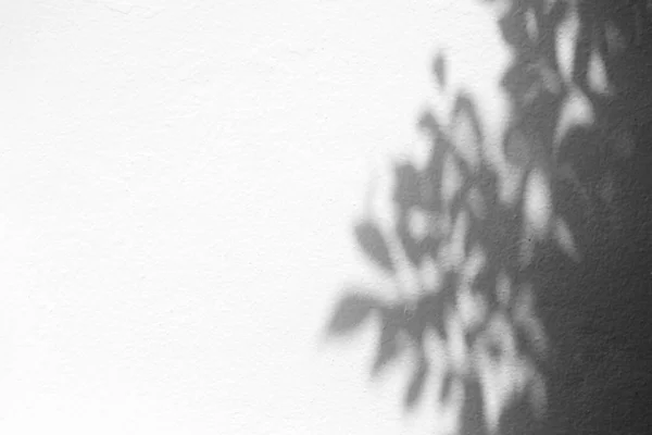 Фон Текстуры Белой Бетонной Стены Светом Bokeh Тень Ветви Дерева — стоковое фото