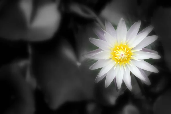 Abstract Witte Waterlelie Bloem Van Lotus Met Zwart Wit Achtergrond — Stockfoto