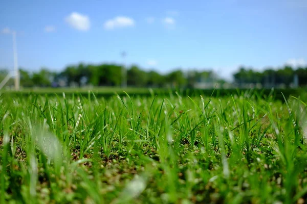 Sluit Het Gras Van Rugby Field Achtergrond Selectieve Focus — Stockfoto