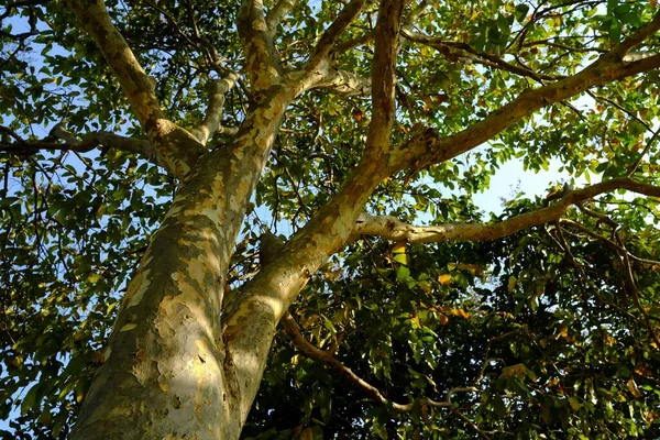 Dolní Pohled Stromy Zahradě — Stock fotografie