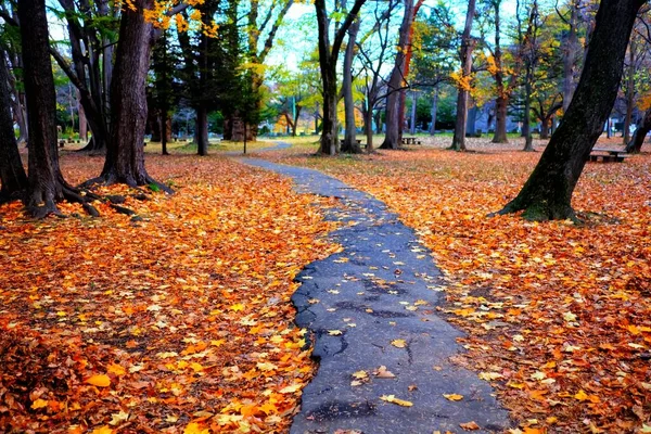 Autumn Pathway Park Colorful Maple Leaves Falling Ground — Stock Photo, Image
