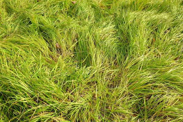 Nahaufnahme Green Field Textur Hintergrund — Stockfoto