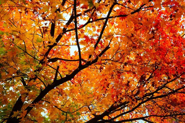 Folhas Bordo Vermelhas Outono — Fotografia de Stock