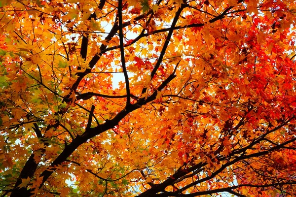 Hojas Arce Rojo Otoño — Foto de Stock