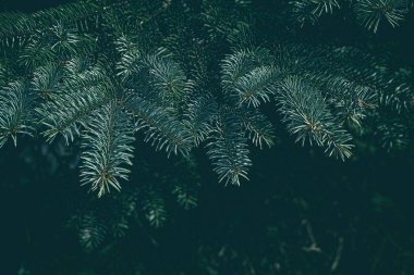 Noel Ağacı Arkaplanını Karanlık Tonda Bırakıyor, Sunum ve Arkaplan İçin Uygun.