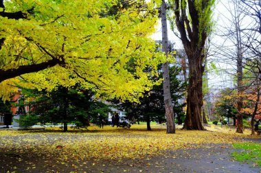 Sarı Ginkgo Ağacı ve Düşen Yapraklar Sonbaharda Sahada.