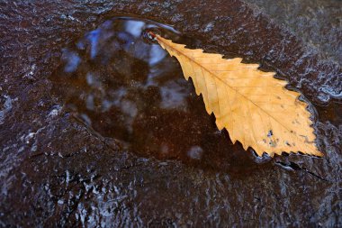 Çamurda Düşen Sarı Yaprak.