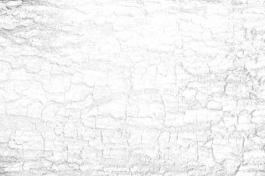 Beyaz Ağaç Kabuğu Doku Arkaplanı Sunum ve Arkaplan İçin Uygun.