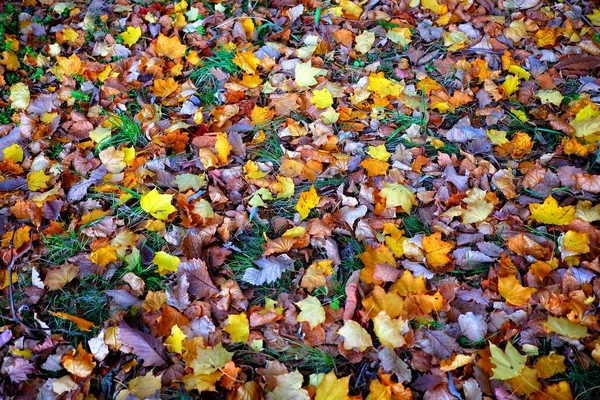 Caída Hojas Arce Suelo Otoño — Foto de Stock