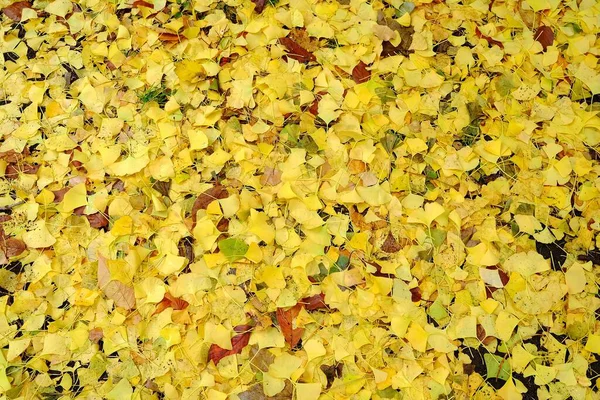 Caída Las Hojas Ginkgo Sobre Terreno Otoño Fondo — Foto de Stock