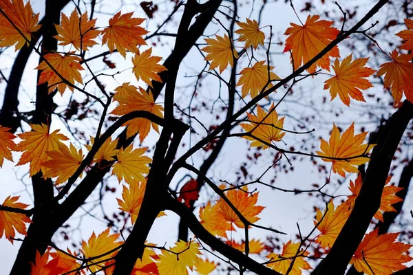 Червоне Кленове Листя Восени — стокове фото