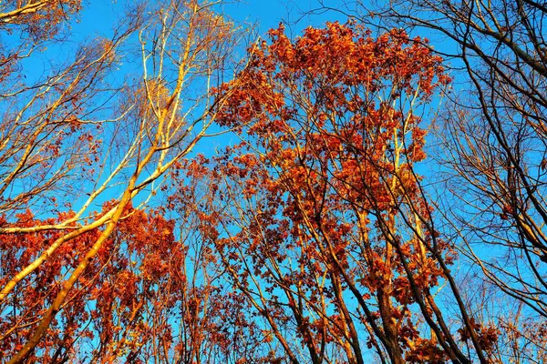 Крупним Планом Дерева Тлі Осіннього Лісу — стокове фото