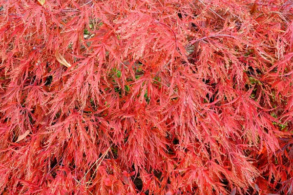 Feche Folhas Vermelhas Dia Outono — Fotografia de Stock