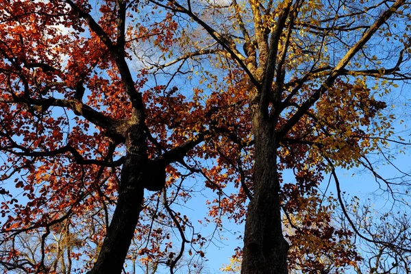Вид Знизу Дерева Парку Восени — стокове фото