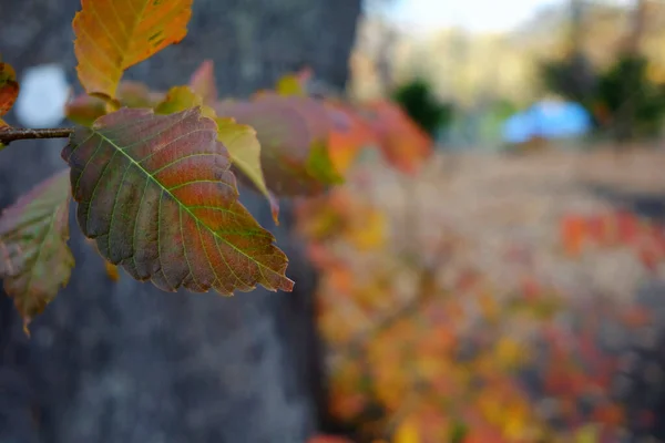 Primer Plano Hoja Día Otoño — Foto de Stock