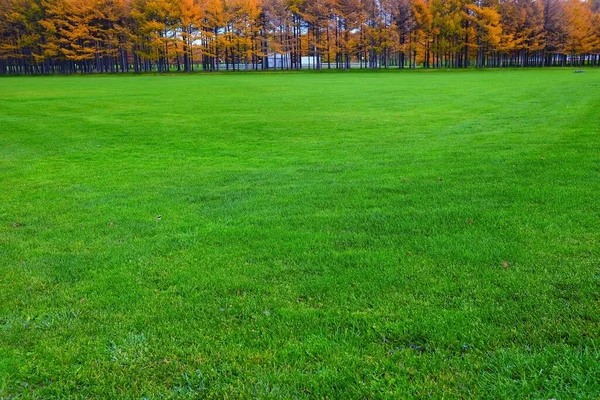 Groen Gras Met Pijnbomen Achtergrond — Stockfoto