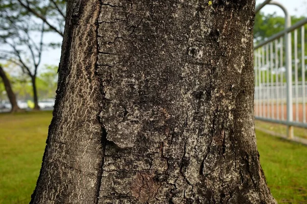 Fechar Tree Trunk Parque — Fotografia de Stock