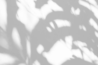 Beyaz Beton Duvar Döşeme Arkaplanında Gölge Bırakıyor, Üst Kaplama, Ürün Sunumu, Arkaplan ve Moda İçin Uygun.