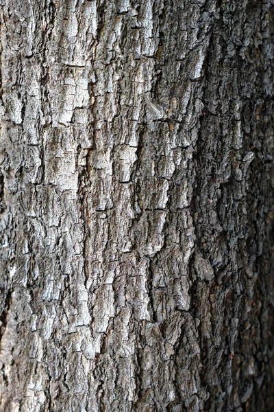 Fermer Tronc Arbre Dans Parc — Photo