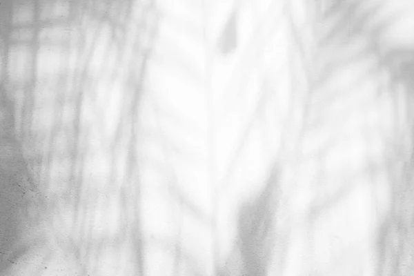 白色混凝土墙体背景下棕榈叶阴影的研究 — 图库照片