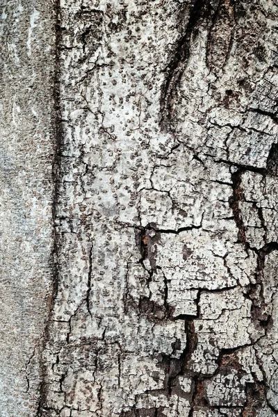 의나무 줄기를 클로즈업하는 — 스톡 사진