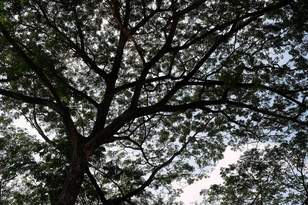 Нижний Вид Силуэт Огромное Дерево Парке — стоковое фото