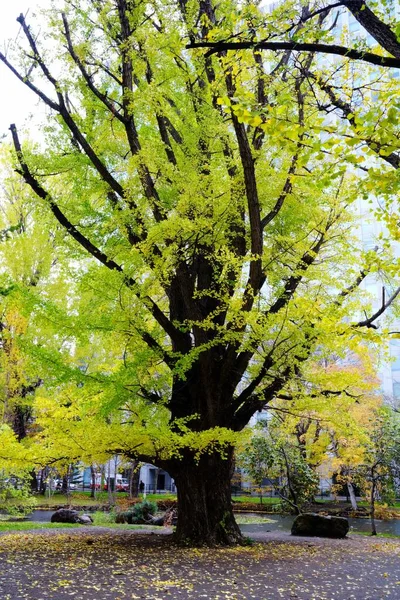 Maidenhair Árvore Parque Público Temporada Outono — Fotografia de Stock