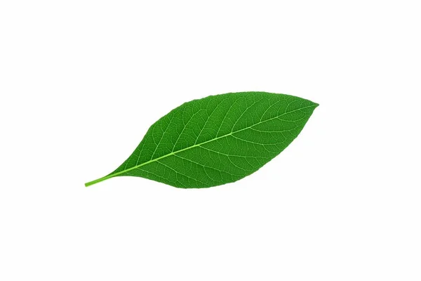 Green Leaf Isolated White Background — Stock Photo, Image