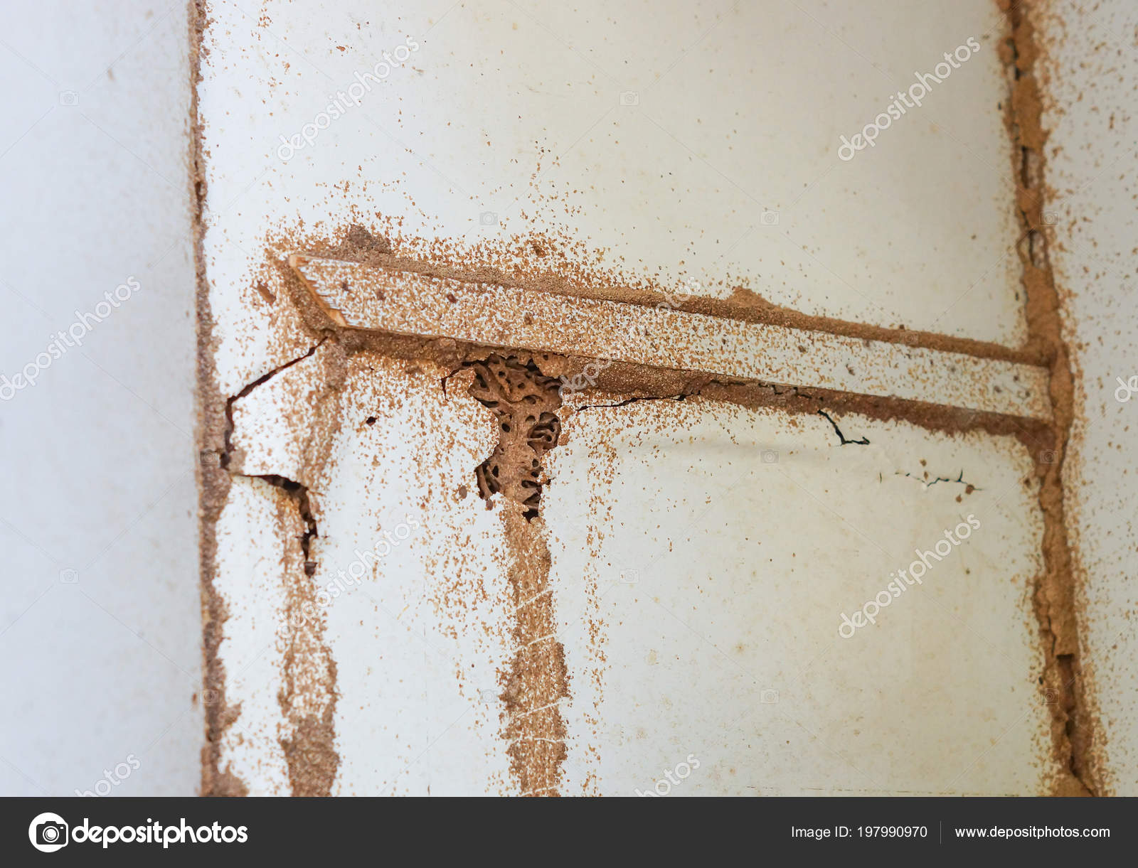 Termites Destroying Wood Wall Termite Problem House Concept