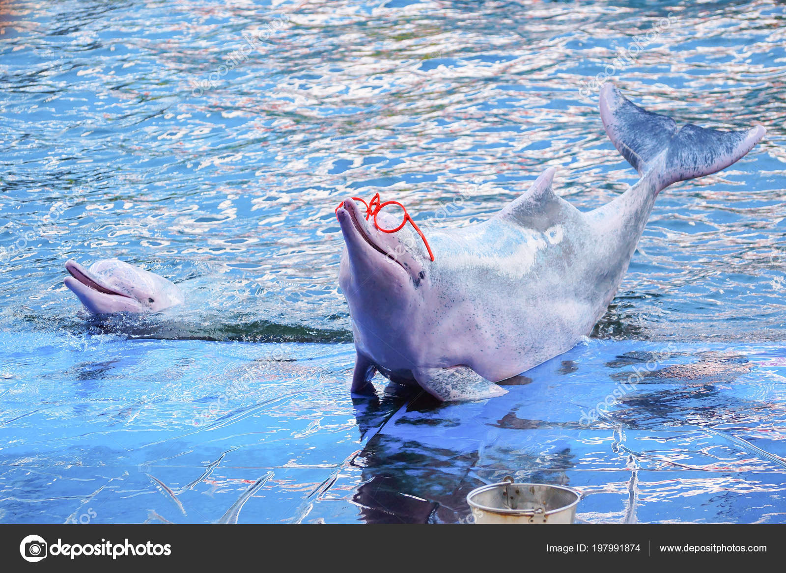 Dauphin Rose Images Libres De Droit Photos De Dauphin Rose Depositphotos