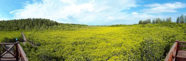 Tung sivri uç tanga - mangrov orman Boardwalk Pak Nam Krasae, Klaeng District, Rayong, Tayland, Thailand, panoramik çekim 