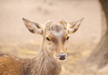 Geyik döküm boynuzları Hayvanat Bahçesi