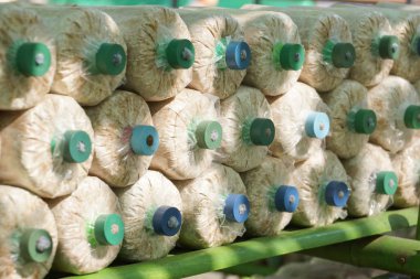 Dikim Hint istiridye, Phoenix mantar, akciğer istiridye işlemi