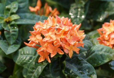 Ixora coccinea in orange color / jungle geranium /