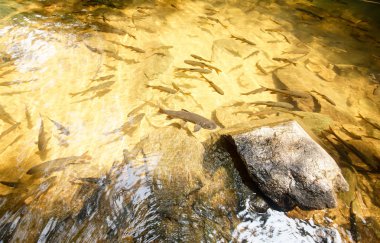 Mahseer barb Phlio şelale Chanthaburi, Tayland