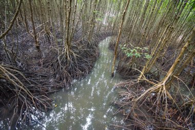 Mangrov orman Kung Krabaen Bay Royal geliştirme Etüt Merkezi