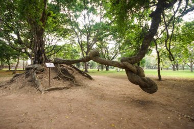 Prasat Mueang Tam Sanctuary - Khmer tapınağı, dev asma