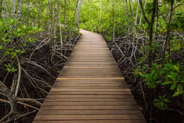 Ahşap köprü mangrov ormanın içinden gidiyor 