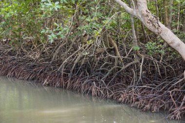 Mangrov orman Kung Krabaen Bay Royal geliştirme Etüt Merkezi