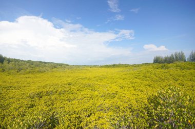 Tung Prong Tangası - Pak Nam Krasae 'deki Mangrove Ormanı Boardwalk, Klaeng Bölgesi, Rayong, Tayland 