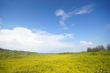 Tung Prong Tangası - Pak Nam Krasae 'deki Mangrove Ormanı Boardwalk, Klaeng Bölgesi, Rayong, Tayland 