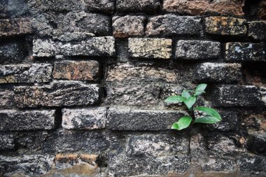 Eski tuğla duvardan dışarı büyüyen genç bir yeşil bitki