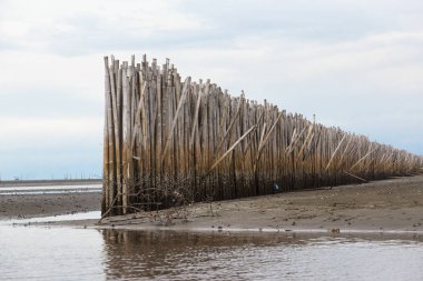Mangrov orman deniz dalgası korumak için bambu çit