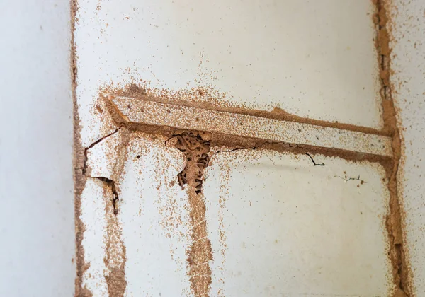 Termiti Che Distruggono Legno All Interno Del Muro Problema Della — Foto Stock