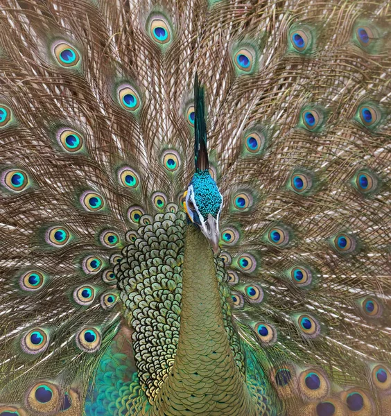 Güzel Tüyleri Gösterilen Tavus Kuşu — Stok fotoğraf