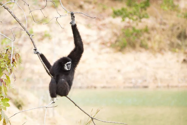 Fekete Gibbon Egy — Stock Fotó