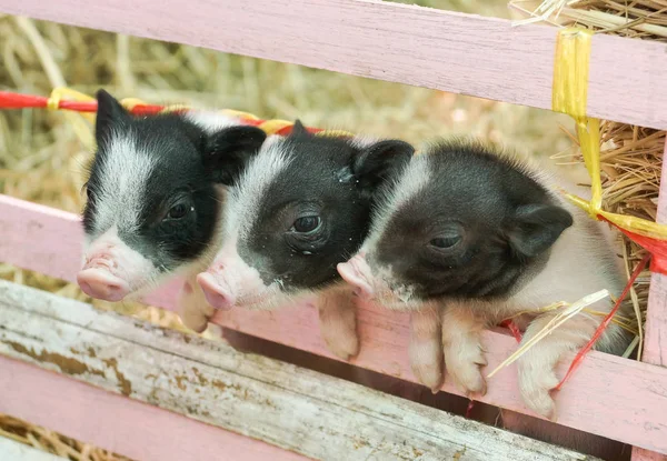 Miniatuur Varkens Juliana Kooi — Stockfoto