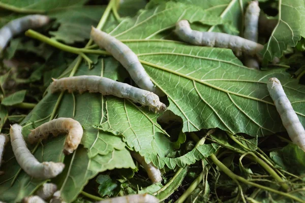 Zijderupsen Die Moerbeienbladeren Eten — Stockfoto