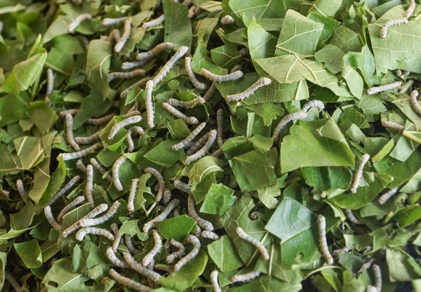 Zijderupsen Die Moerbeienbladeren Eten — Stockfoto